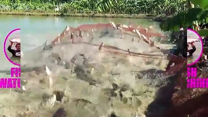 Big Pangasius Fishing Videos By Fish Watching