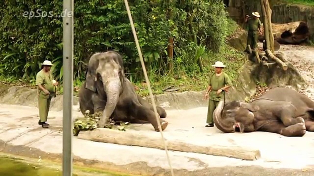 Funny Elephant Tricks in Singapore Zoo