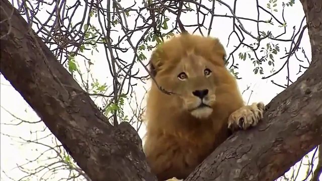 The Most Powerful Predators in Wildlife - Nat Geo Wild Animals