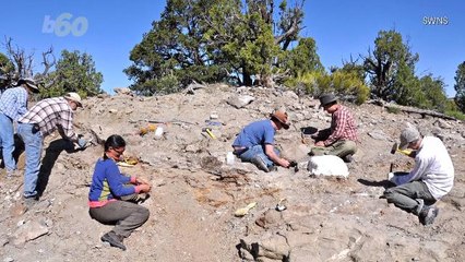 New Species of Dinosaur Named After (A Different) Randy Johnson