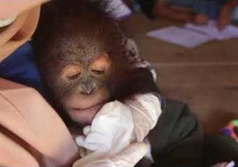 'Subdued and Listless' Baby Orangutan Rescued From Tiny Wooden Cage