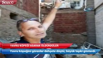 Yavru köpeği asarak öldürdüler!