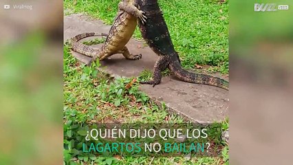 Para bailar el tango se necesita... ¡dos lagartos!