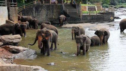 Elephants enjoying the day..