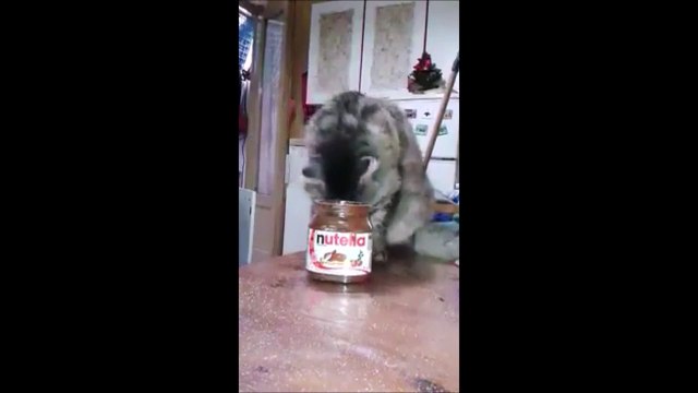 Oui les chats aiment le nutella