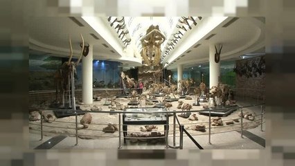 Extinct animals live on at Cairo zoological museum [No Comment]
