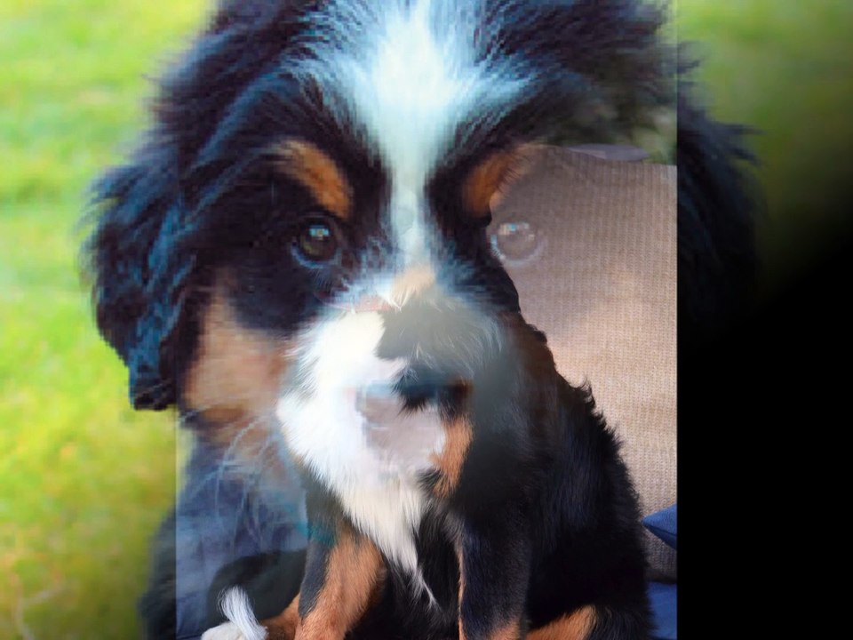 bernese mountain dog