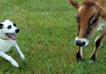 Unlikely Rescue Pals Frolic Together in a Field