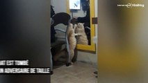 Ce chat se bat avec son reflet dans le miroir