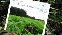 قال رئيس البرلمان اللبناني نبيه بري إن البرلمان يدرس تقنين زراعة القنب لأغراض طبية في محاولة لتعزيز الاقتصاد.