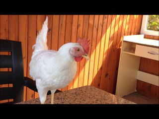 Brave Chicken on the Table