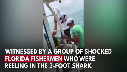 500-Pound Goliath Grouper Devours Shark In Front Of Shocked Florida Fisherman