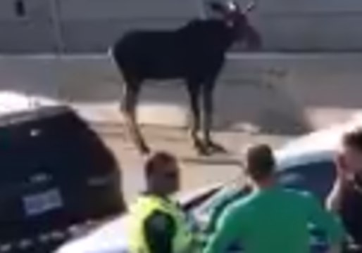 Moose Euthanized After Wandering Onto Ottawa Highway During Rush Hour