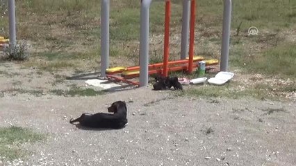 Köpek Yavruları Yaralı Annelerinin Başından Ayrılmadı