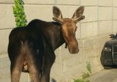 Moose Put Down After Disrupting Rush Hour Traffic on Ottawa Highway