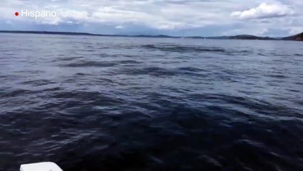 Mientras navegaban tuvieron un encuentro muy cercano con una orca