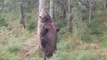 Il filme un grizzly énorme à Brooks Falls