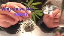 How to take Cannabis Clones  Easy and cheap  way to take weed cuttings Proper Marijuana Cloning