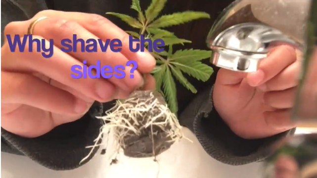 How to take Cannabis Clones Easy and cheap way to take weed cuttings Proper Marijuana Cloning