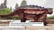 Fossils Of Newly Discovered Armored Dinosaur Unearthed