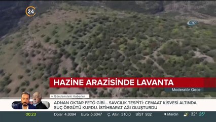 Hazine arazisinde lavanta