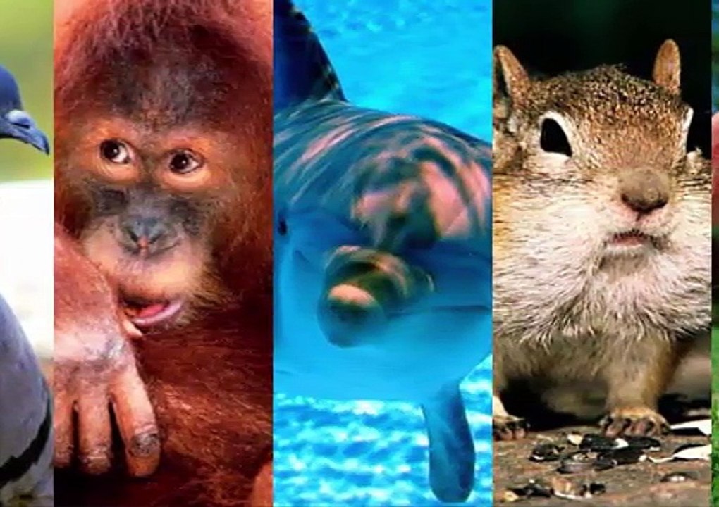 Los aminales mas inteligentes del mundo