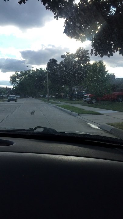 Rabbit and Rat Face Off