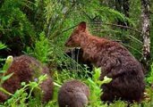 Bushfire Survivor Quokkas Welcome Adorable New Joey