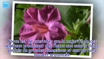 Créez votre propre jardin avec des fleurs qui fleurissent la nuit - France 365