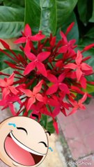 Green plant  cute red colourful flowers