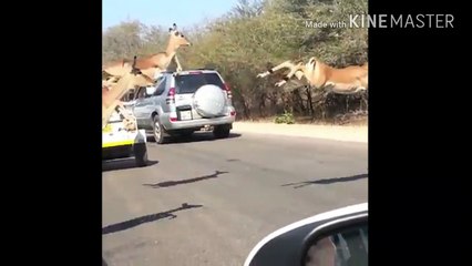 Deer escaped from tiger 1280x720 3.78Mbps 2018-07-09 18-02-54