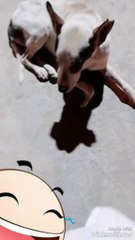 Singing dog cute dog