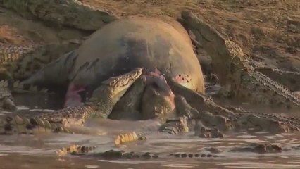 Nat Geo Wild - The Most Savage Predators in the World