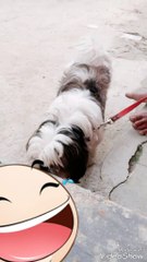 Cute puppy dog walkking