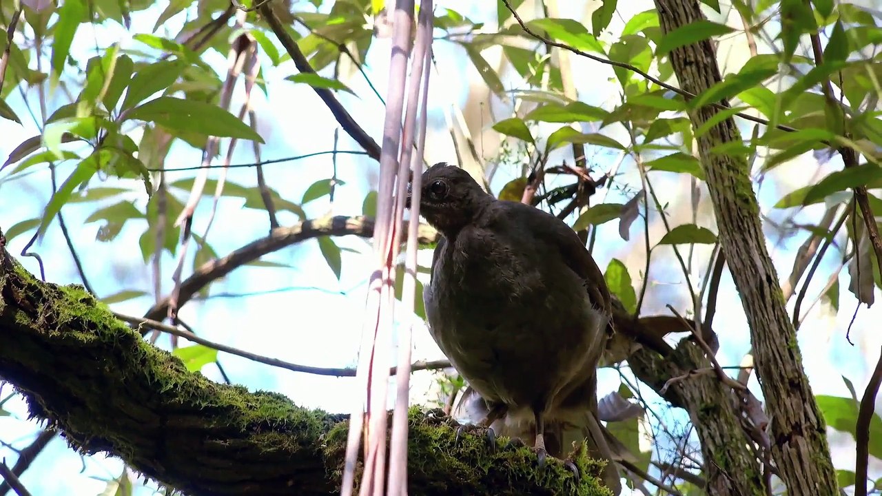 Wild Birds of Australia Series 1 4of4 Feathering the Nest video Dailymotion