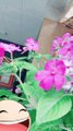 Green plant cute pink flower
