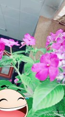 Green plant cute pink flower