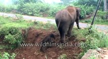 Baby elephant rescued by mother after getting stuck in a ditch - Tamil Nadu (2)