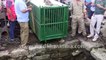 Cute Lion Cub gets rescued in India from open well