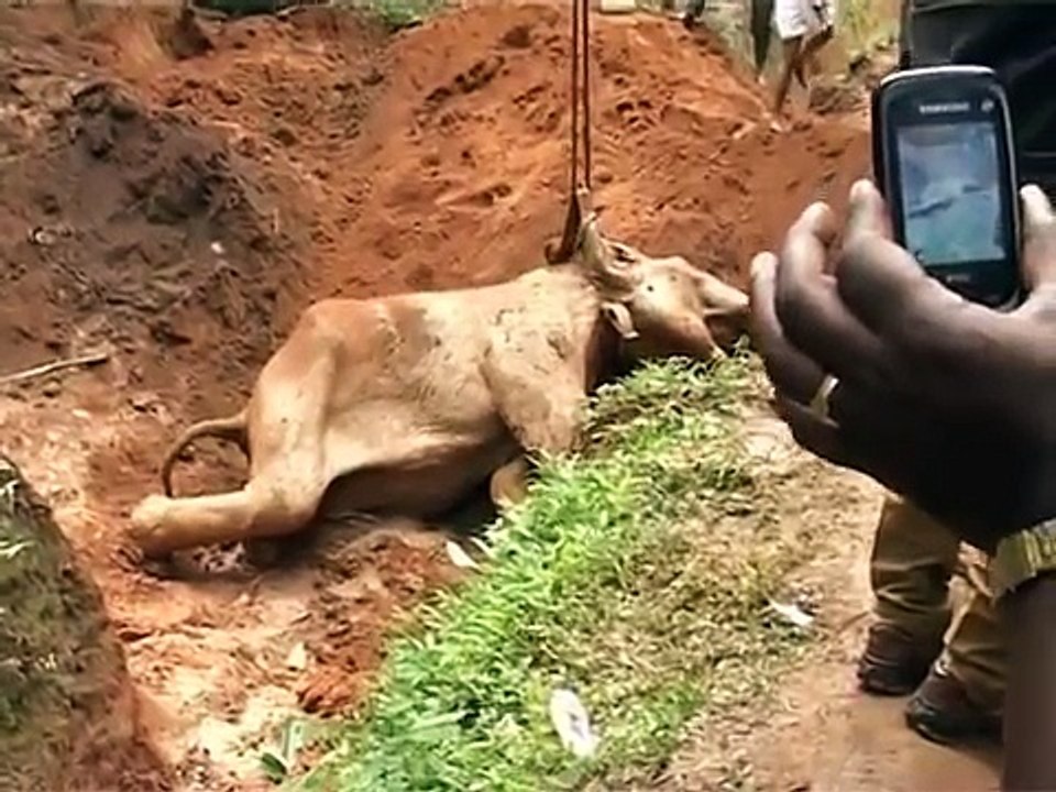Elephant rescued from trap - a success story from India