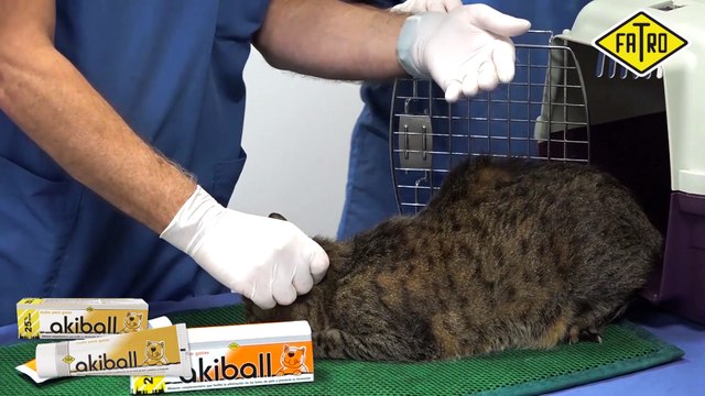 Bola de pelo gato. Mi gato vomita bolas de pelo.