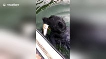 Angler dog holds fish gently in his mouth while swimming