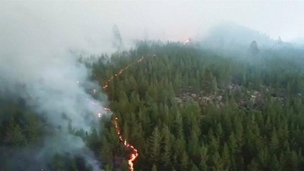 Wälder im Wert von fast 60 Millionen Euro verbrannt