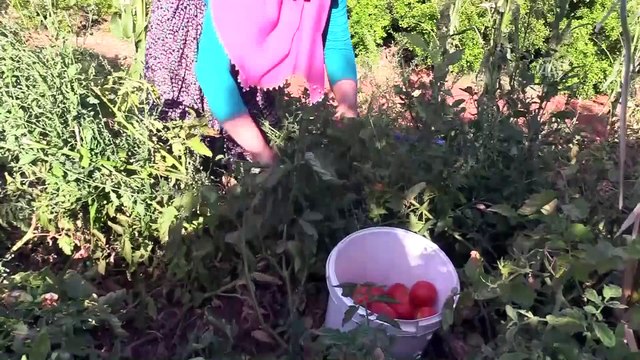 'Domates salçasının' sofralara yolculuğu - HATAY