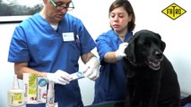 Cómo limpiar las orejas a un perro. Otitis canina remedios eficaces.