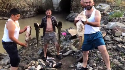 Baraj Önünde Sıkışan Balıklar Havasızlıktan Telef Oluyor