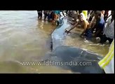 Indian heroes save 47 foot long Blue Whale that washed ashore