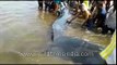 Indian heroes save 47 foot long Blue Whale that washed ashore