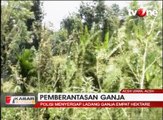 Polisi Temukan 4 Hektar Ladang Ganja