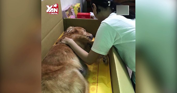 Biết trước mình sắp trút hơi thở cuối cùng, chú chó đã làm một hành động khiến cô chủ cảm động
